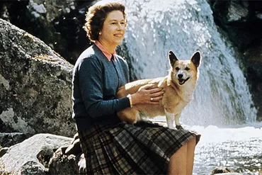 ロイヤル・コーギー、エリザベス女王の愛犬たち。