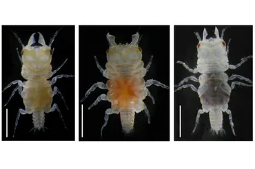ウミクワガタ新種発見！鳥取県沖で発見されたタジリウミクワガタとは？鳥取県沖で新種「タジリウミクワガタ」を発見！
