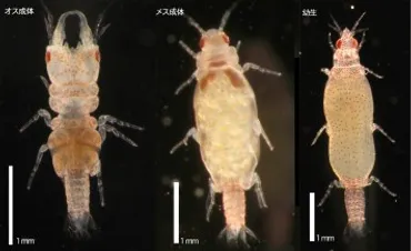 珍獣図鑑（）：見た目はクワガタ、暮らしは海、大人は断食…これがウミクワガタの生きる道