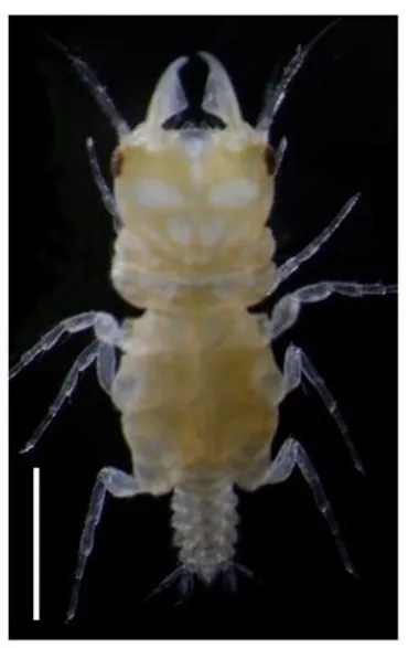 新種「タジリウミクワガタ」発見田後沖、大顎特徴の甲殻類
