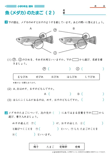 小学5年生理科 【魚(メダカ)のたまご】 問題プリント