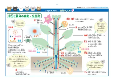 小学生理科「植物のからだのはたらき」のポスタープリント