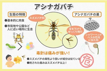 アシナガバチは危険性大!その生態や巣の駆除方法・注意点を解説