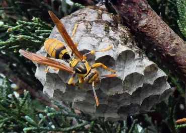 アシナガバチの1年の人生と営み:効果的な駆除方法と季節ごとの対処法