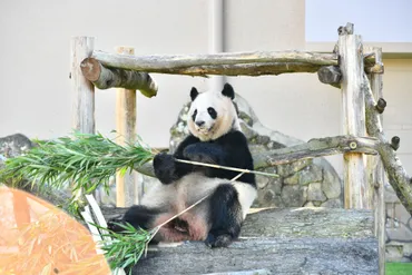 アドベンチャーワールドのジャイアントパンダ、中国へ旅立ち？別れを惜しむ、その理由とは？旅立ち迫る、アドベンチャーワールドのパンダたち