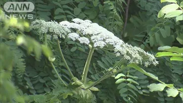 札幌を蝕む外来植物「バイカルハナウド」の脅威とは？北海道を脅かす毒草「バイカルハナウド」の現状と対策