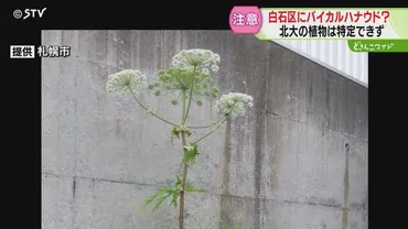 注意】白石にも危険な植物バイカルハナウドか 北大で発見された植物は゛特定できず゛ 札幌市