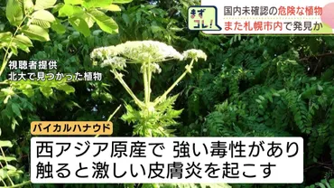 強い毒性で危険な「バイカルハナウド」に似た植物、北海道大学キャンパスに続き札幌で発見か 白石区のサイクリングロード付近に約40株 立ち入り禁止に
