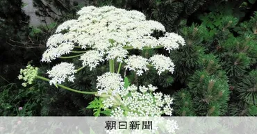 危険植物バイカルハナウド?北大以外でも自生か 札幌市白石区で除去 北海道:朝日新聞
