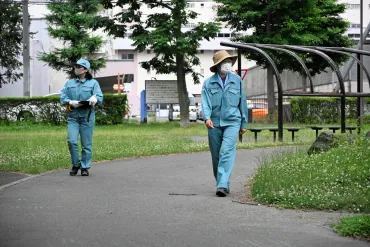 バイカルハナウドとみられる植物、札幌市が緊急調査:北海道新聞デジタル