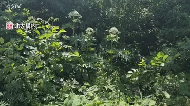 バイカルハナウド？光毒性植物による脅威と対策とは？巨大植物バイカルハナウドの危険性：皮膚炎、失明の可能性