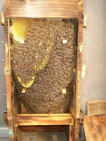 ニホンミツバチ飼育のススメ！〜始め方からハチミツ採取、都市養蜂まで？ニホンミツバチ飼育の魅力と、ハチミツ採取、都市養蜂家の活動