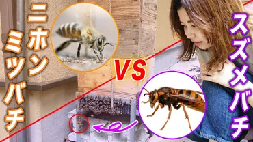 ミツバチを襲うキイロスズメバチとオオスズメバチの対策方法