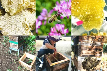 Gifte! 【全2回】巣箱づくりからハチミツ採取まで!養蜂家体験
