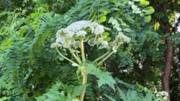 世界一危険な花゛バイカルハナウド、北海道大学構内で生育 Xで注意喚起も（リアルライブ）