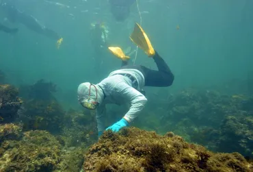 海女トーク」開催決定!「海女漁の魅力」「若手海女の奮闘ぶり」「海女と環境保全」などを紹介!