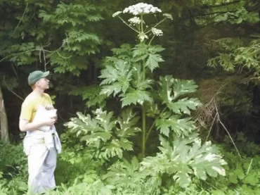 危険植物か 北海道大学で発見
