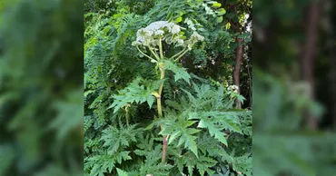 注意喚起】北海道大学構内に世界一危険な毒草とみられる植物の定着が確認される「剪定には専門家が完全装備で臨む」
