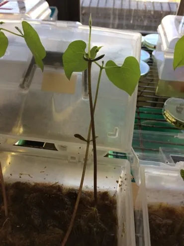 インゲンマメの発芽について