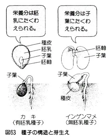 高校生物:成長と発芽