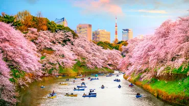 弘前公園の桜と千鳥ヶ淵の桜：日本の桜名所、花筏と絶景🌸？桜咲く季節の絶景：弘前公園花筏と千鳥ヶ淵の桜