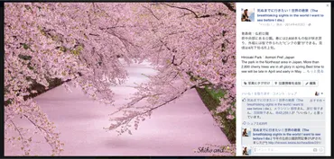 まるでピンクの絨毯!桜の花びらがお堀を埋め尽くす花筏(いかだ)の絶景(青森県弘前市)
