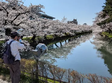 弘前公園の外堀でソメイヨシノ満開 水面に映る桜も満開