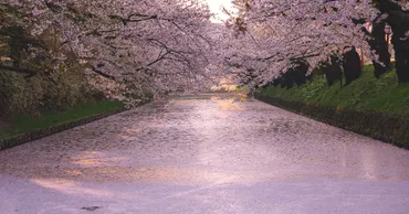 弘前公園(弘前城) 桜の花筏(はないかだ)情報
