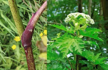 要注意】触るだけで危険!「バイカルハナウド」と身近に潜む危険植物5選