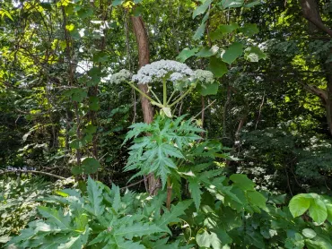 バイカルハナウド、北海道で発見！ 危険な外来植物の脅威とは？北海道、札幌市で相次ぐ、毒を持つ外来植物発見。
