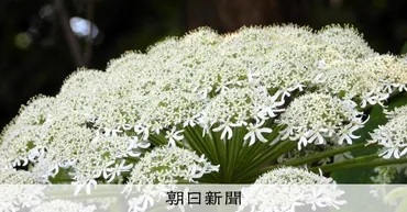 構内で発見「バイカルハナウド」似の危険植物 北大、種の確定できず 北海道:朝日新聞