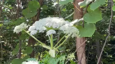 毒性のある外来植物゛北海道大学と札幌市白石区以外での生育確認されず゛バイカルハナウドと似た植物の発見受け札幌市 が緊急点検〈北海道〉