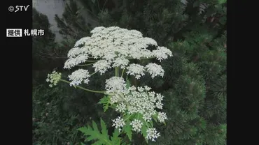毒もつ外来種「バイカルハナウド」類似植物 北海道所有の施設では確認されず 公園施設など点検