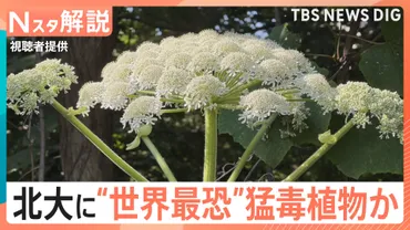 国内未確認のはず…北海道大学に゛世界最恐の猛毒植物゛バイカルハナウドか 触れると激しい炎症おこす恐れ【Nスタ解説】