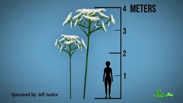 樹液を触ると、やけどを発症 謎の植物「ジャイアント・ホグウィード」の恐るべき被害