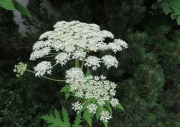 バイカルハナウドらしき植物、再び札幌で確認 毒性持つセリ科植物