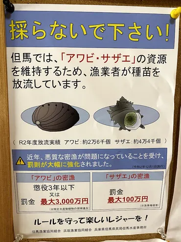 アワビの密漁で罰金１千万円！？サザエの密漁で罰金百万円！？？漁業法が厳しく改定されています 