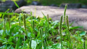 日本植物学の父・牧野富太郎氏から学ぶ野草・雑草・薬草の分類と関係