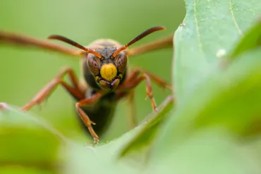コアシナガバチ巣の様子やオスの紹介