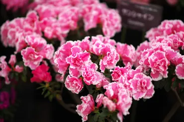 アザレアの育て方と栽培方法