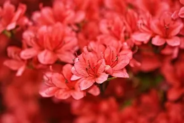 アザレアの花言葉とは？色別の花言葉や由来、贈り物の体験談を紹介！