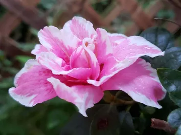 アザレアの花言葉