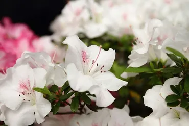 アザレアの花言葉：贈り物に最適なアザレアの花言葉の意味合いとは？アザレア：色別の花言葉と贈るシーン