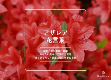 アザレアの花言葉
