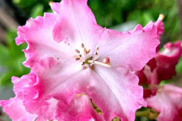 アザレアの花言葉】怖い意味はある？白やピンクで花言葉が違う？