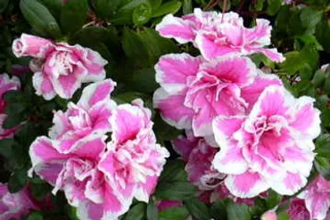 ３月４日 アザレア(azalea) ＜３６６日への旅 誕生花編 今日の ...