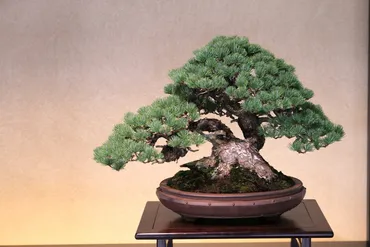 小さな大自然「盆栽」