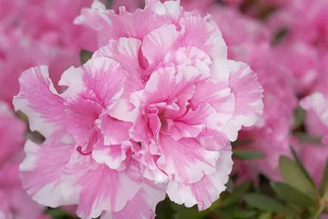 アザレアの花言葉をご紹介！色ごとの花言葉も解説！ 