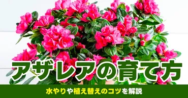 アザレアの育て方