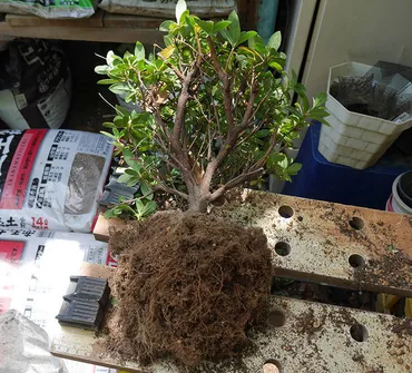 アザレアを剪定して植え替えた。2019年。花: 02memo日記